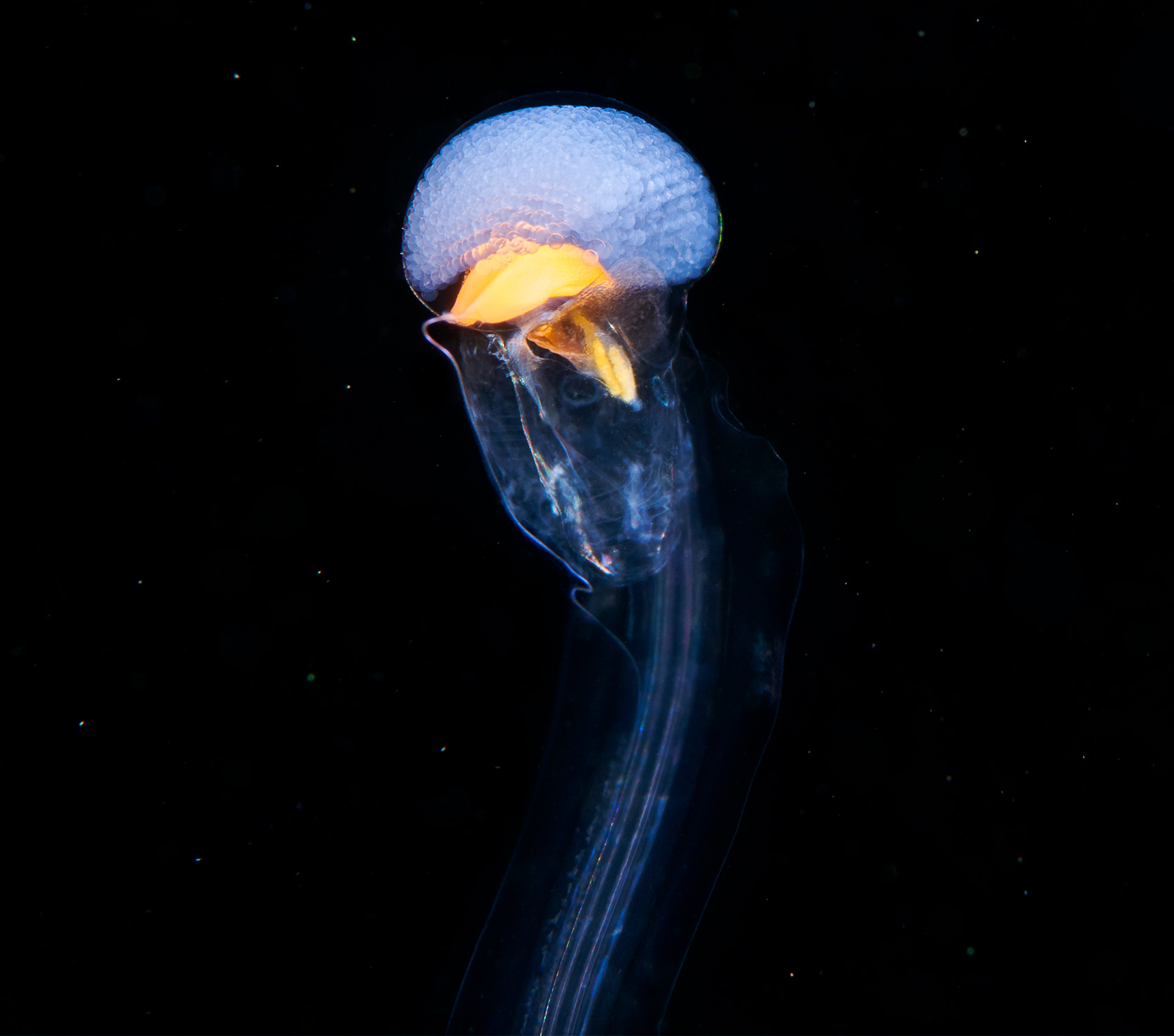 Photograph of the sea squirt Oikopleura.