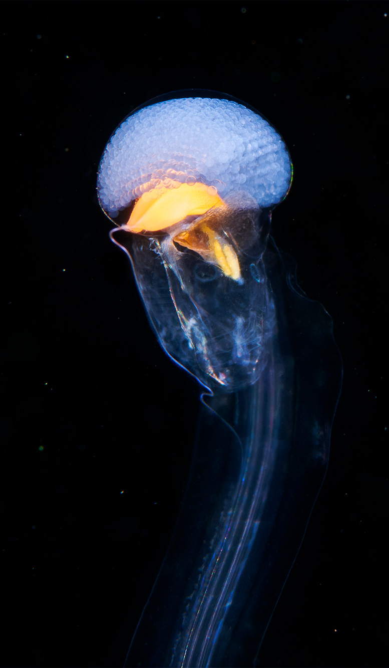 Photograph of the sea squirt Oikopleura.