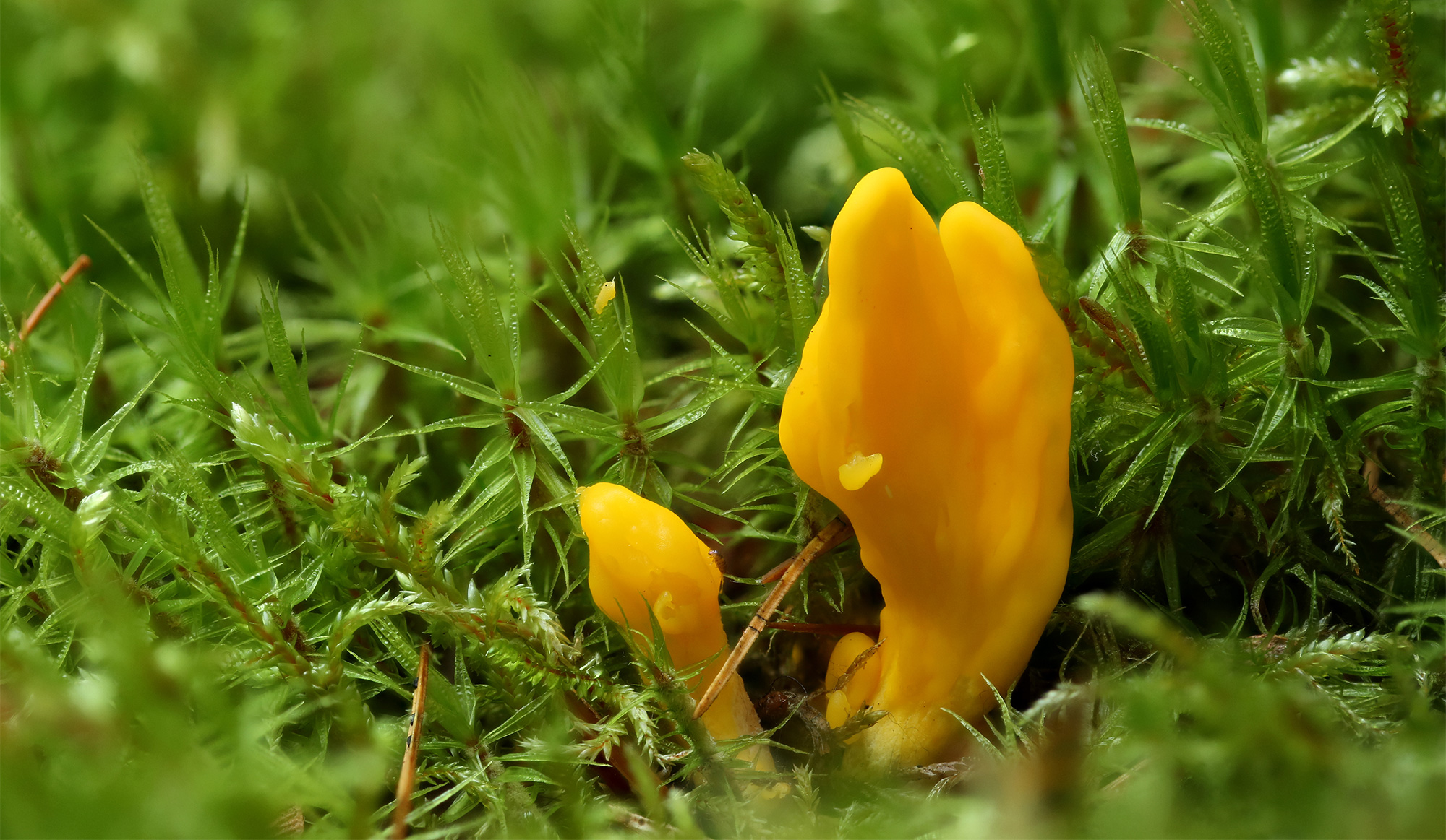 Photo of yellow blobs of Neolecta growing in grass.