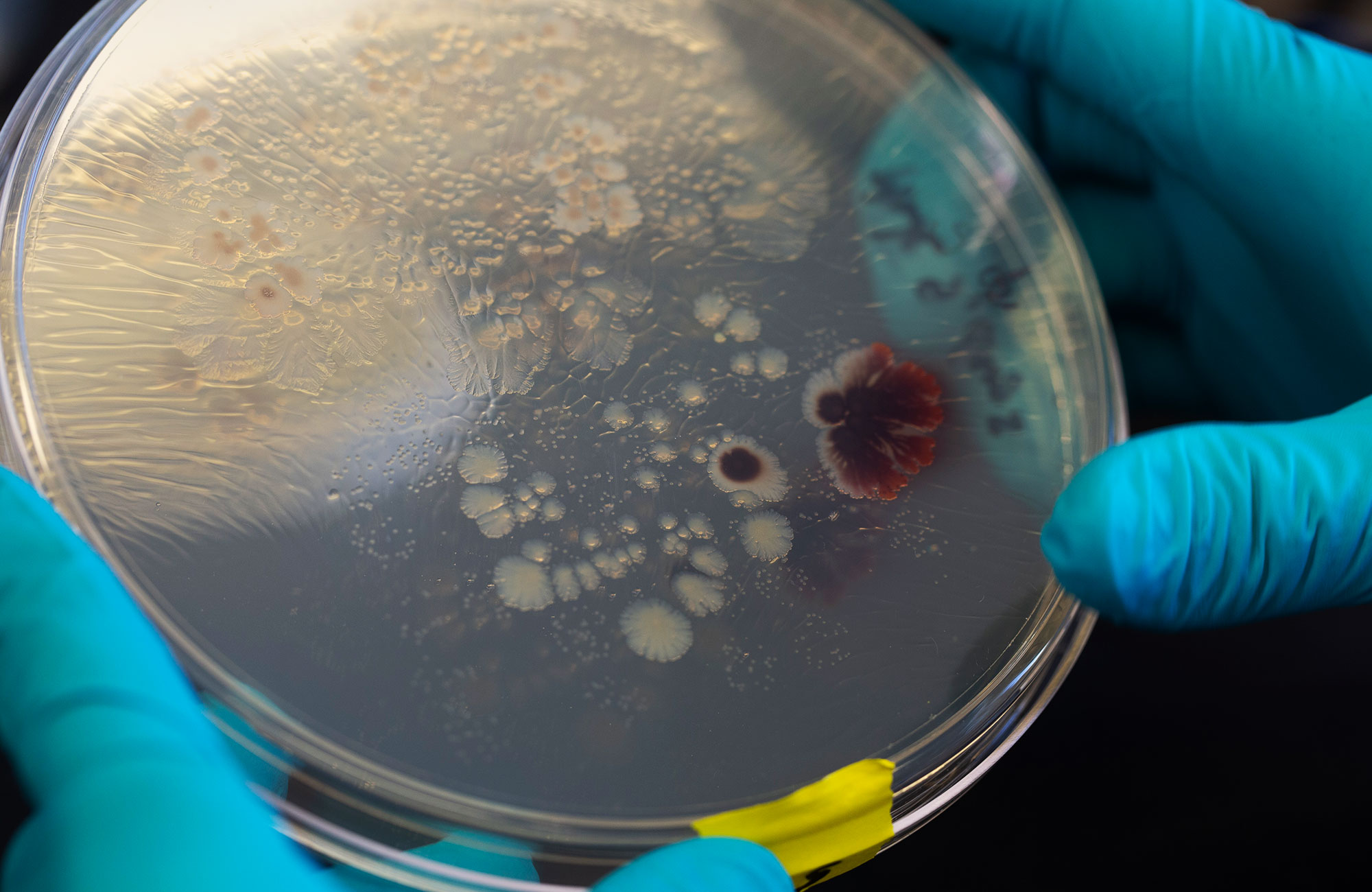 A pair of photos showing a large round culture dish being held by gloved hands and a close-up of a culture plate with 96 micro-wells.