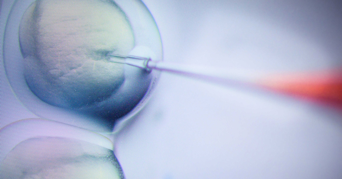 Cells being injected with a microneedle.