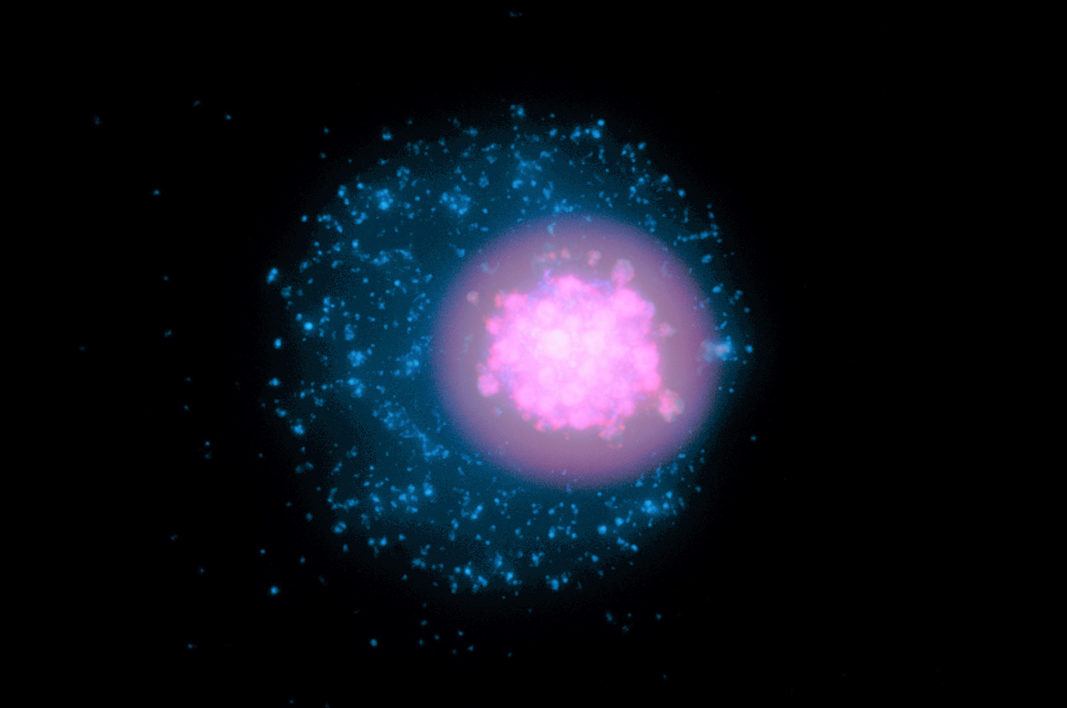 Fluorescent image that shows the DNA from a medusavirus clustered but separate from the host cell DNA inside an amoeba’s nucleus.