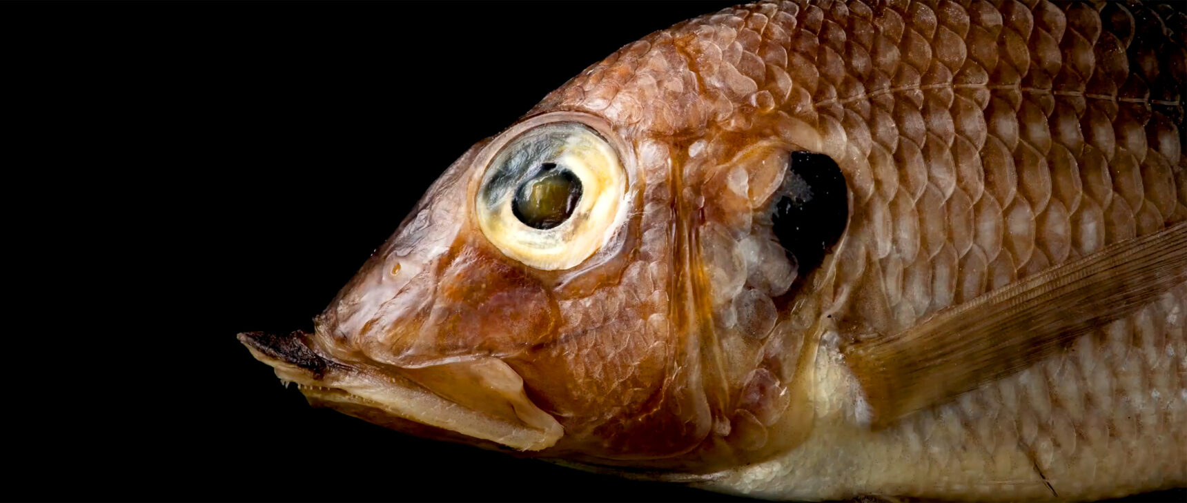 Looping video that shows transformations between African cichlid species.