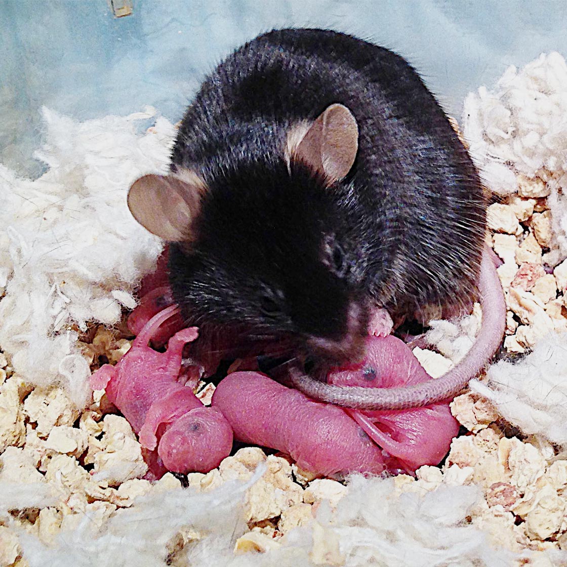 Photo of a male mouse caring for three mouse pups.