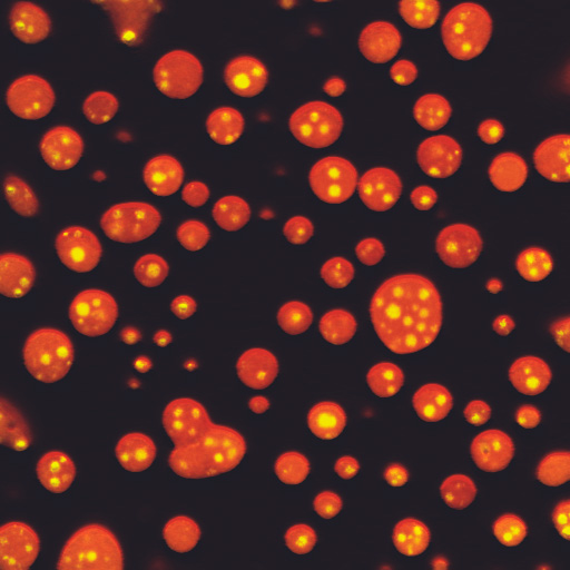 Frog egg nucleolar proteins in vitro condense into droplets.