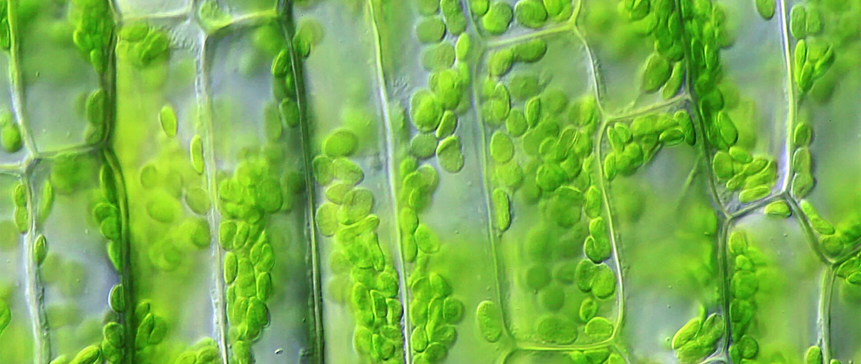 Looping video of chloroplasts moving within the walled cells of the pond plant Elodea.