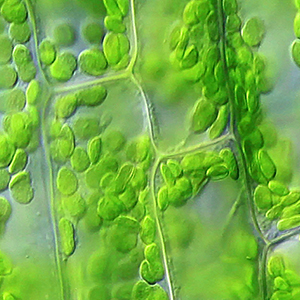 Looping video of chloroplasts moving within the walled cells of the pond plant Elodea.