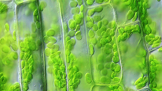 Looping video of chloroplasts moving within the walled cells of the pond plant Elodea.