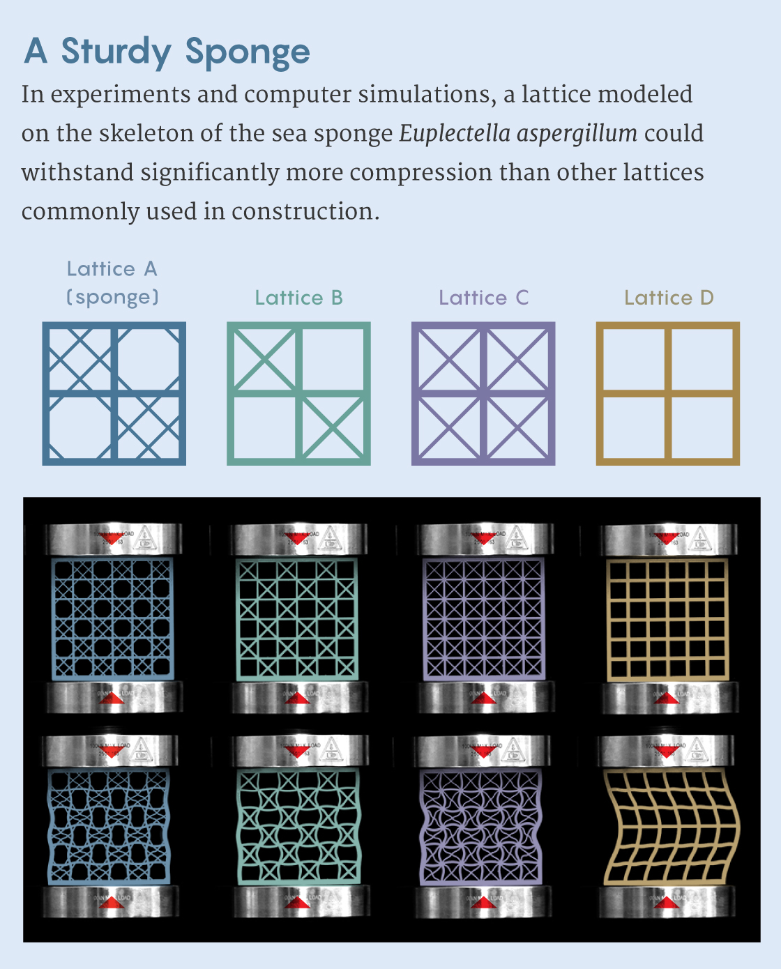 Infographic showing four different lattices, including one modeled on the sponge Euplectella aspergillum, deforming under compression.