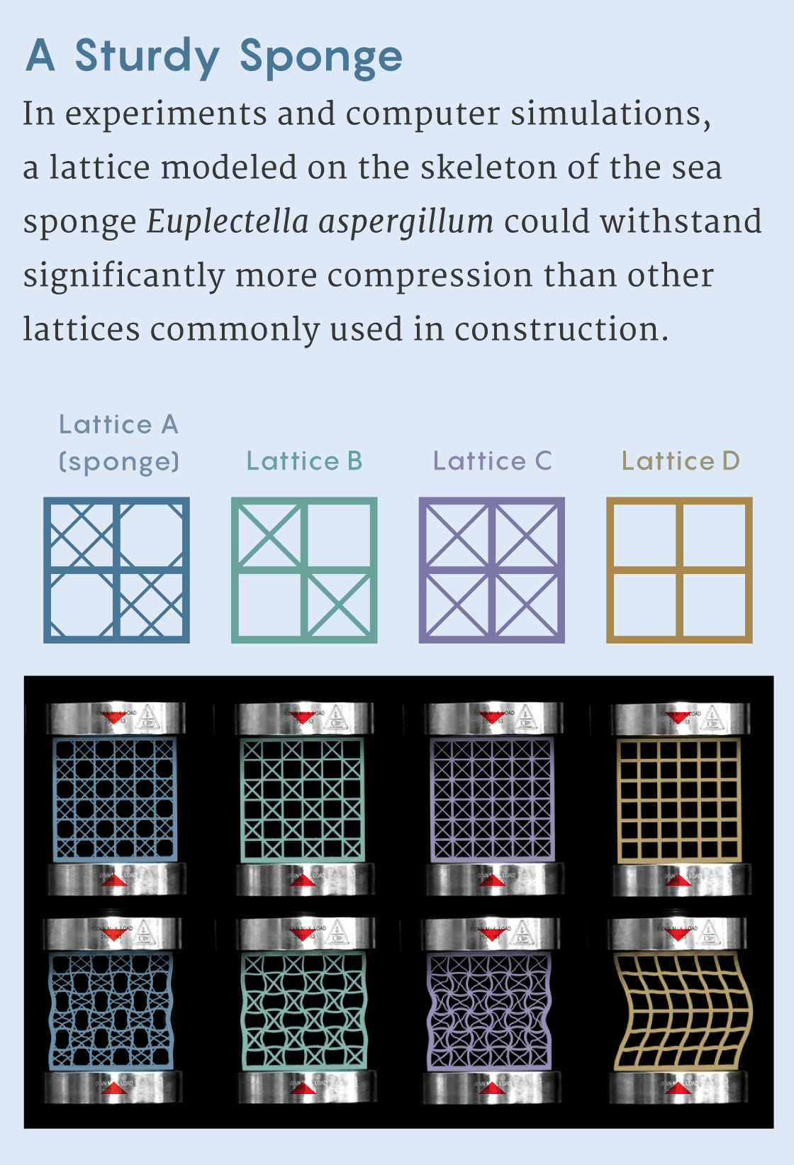 Infographic showing four different lattices, including one modeled on the sponge Euplectella aspergillum, deforming under compression.