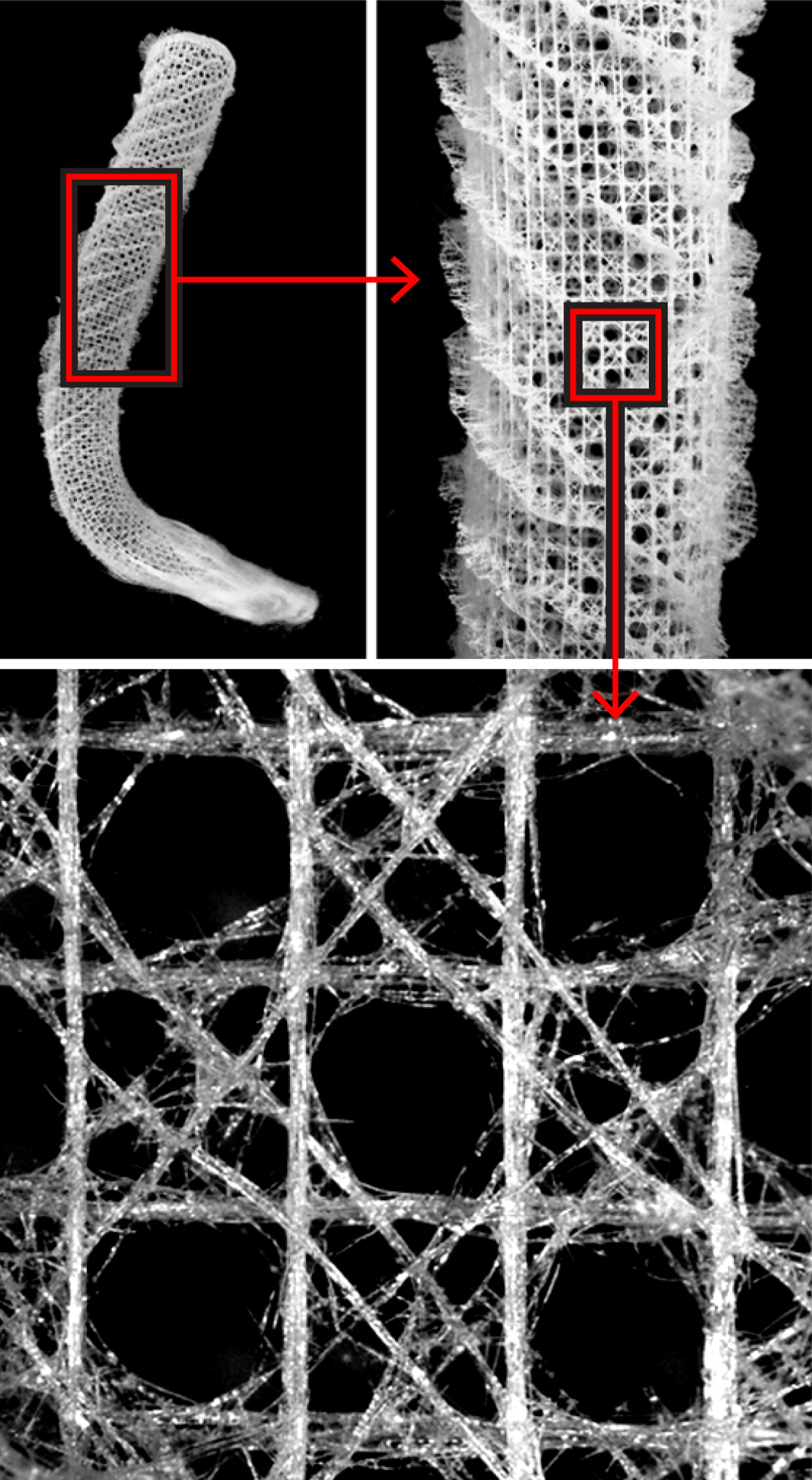 Photo showing the full skeletal system of Venus’ flower basket and an inset showing a magnified portion of the skeleton.