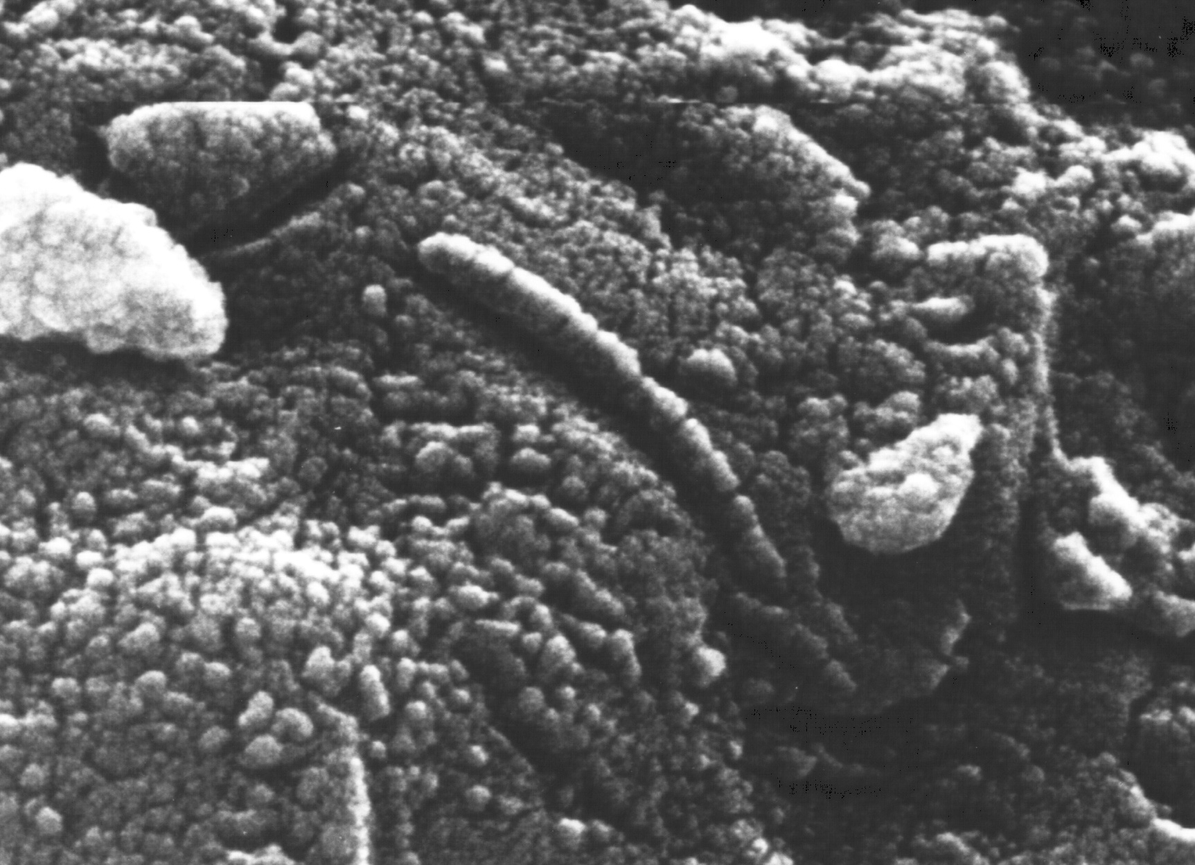 A photograph of the meteorite Allan Hills 84001 and a micrograph of the structures that looked like microfossils to some scientists.