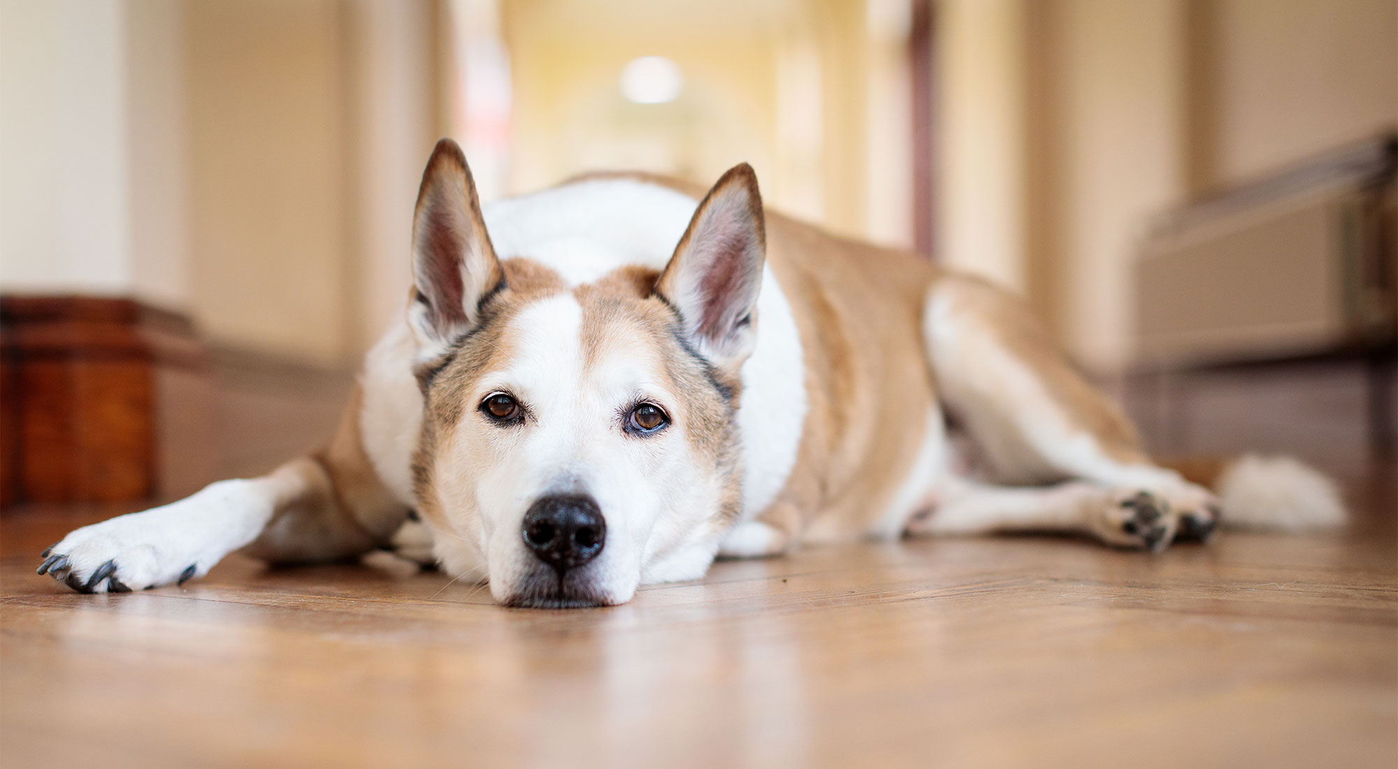 Photo of dog lying on the floor.