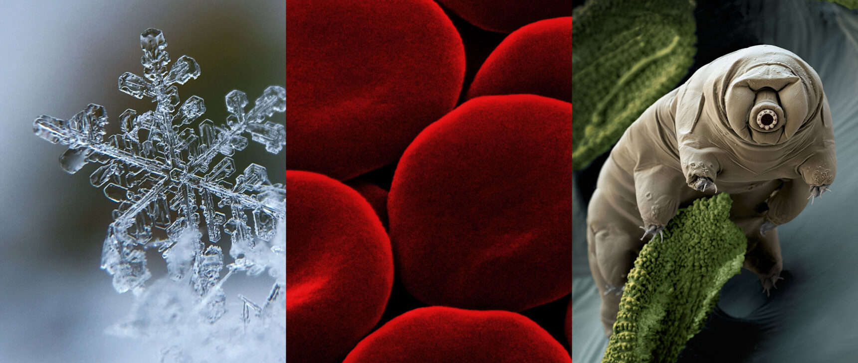 Three images showing highly magnified images of a snowflake, red blood cells and a tardigrade.