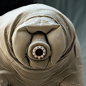 Three images showing highly magnified images of a snowflake, red blood cells and a tardigrade.