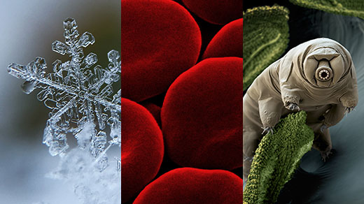 Alt text caption: Three images showing highly magnified images of a snowflake, red blood cells and a tardigrade.