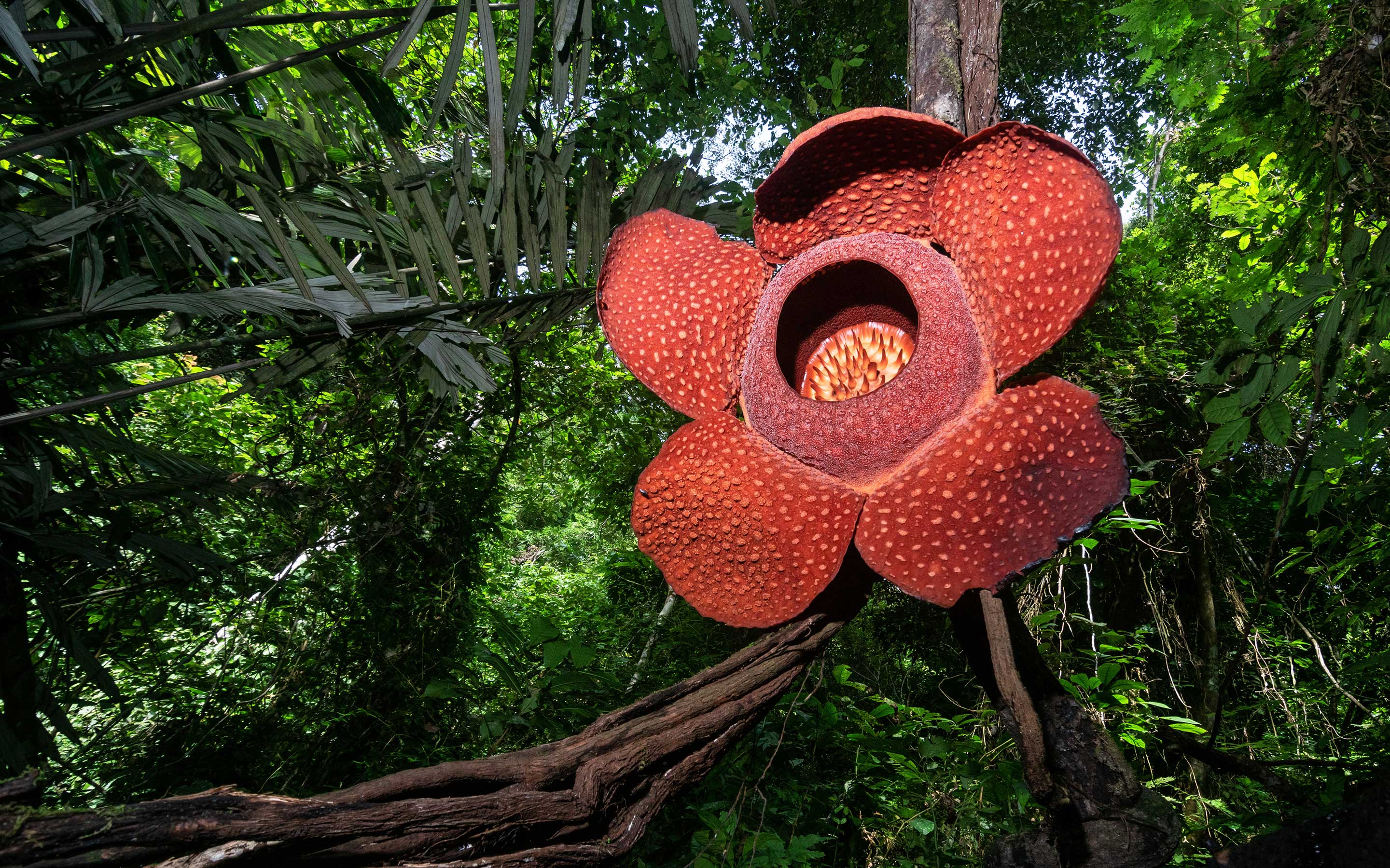 Photo of Rafflesia arnoldii growing on vines in Indonesian forest.