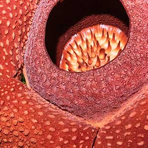 Photo of Rafflesia arnoldii growing on vines in Indonesian forest.