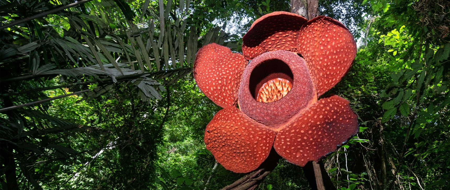 Photo of Rafflesia arnoldii growing on vines in Indonesian forest.