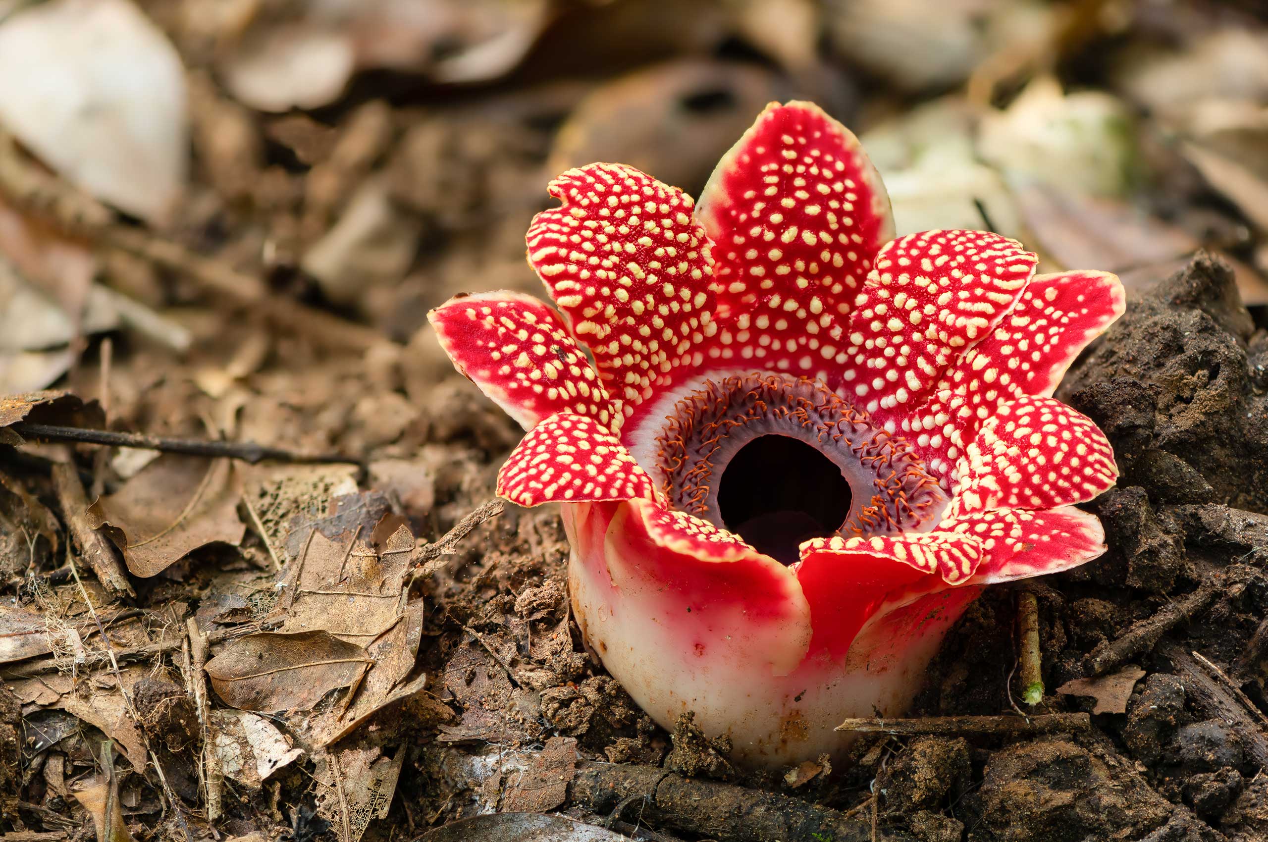 Close-up photo of S. himalayana blooming on a vine.