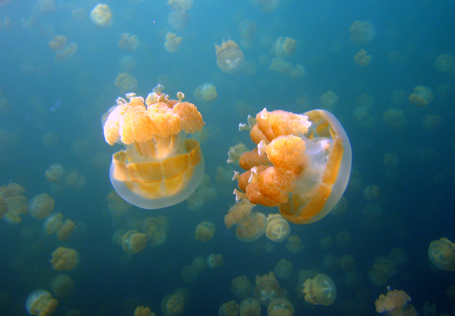 Photo of “upside down” Cassiopea jellyfish.