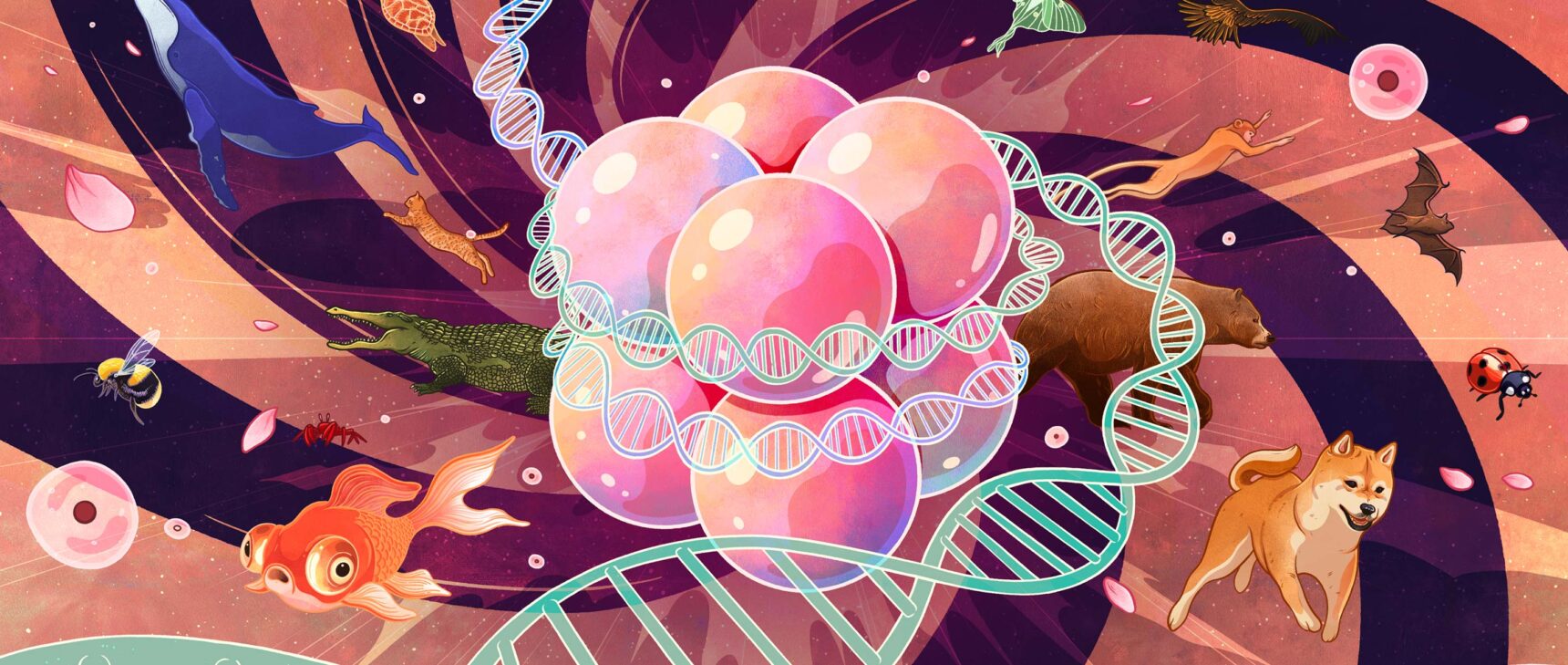 Illustration of DNA spooling around the histones in a classic nucleosome, with diverse animal life in the background.