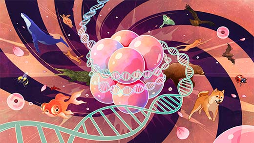 Illustration of DNA spooling around the histones in a classic nucleosome, with diverse animal life in the background.