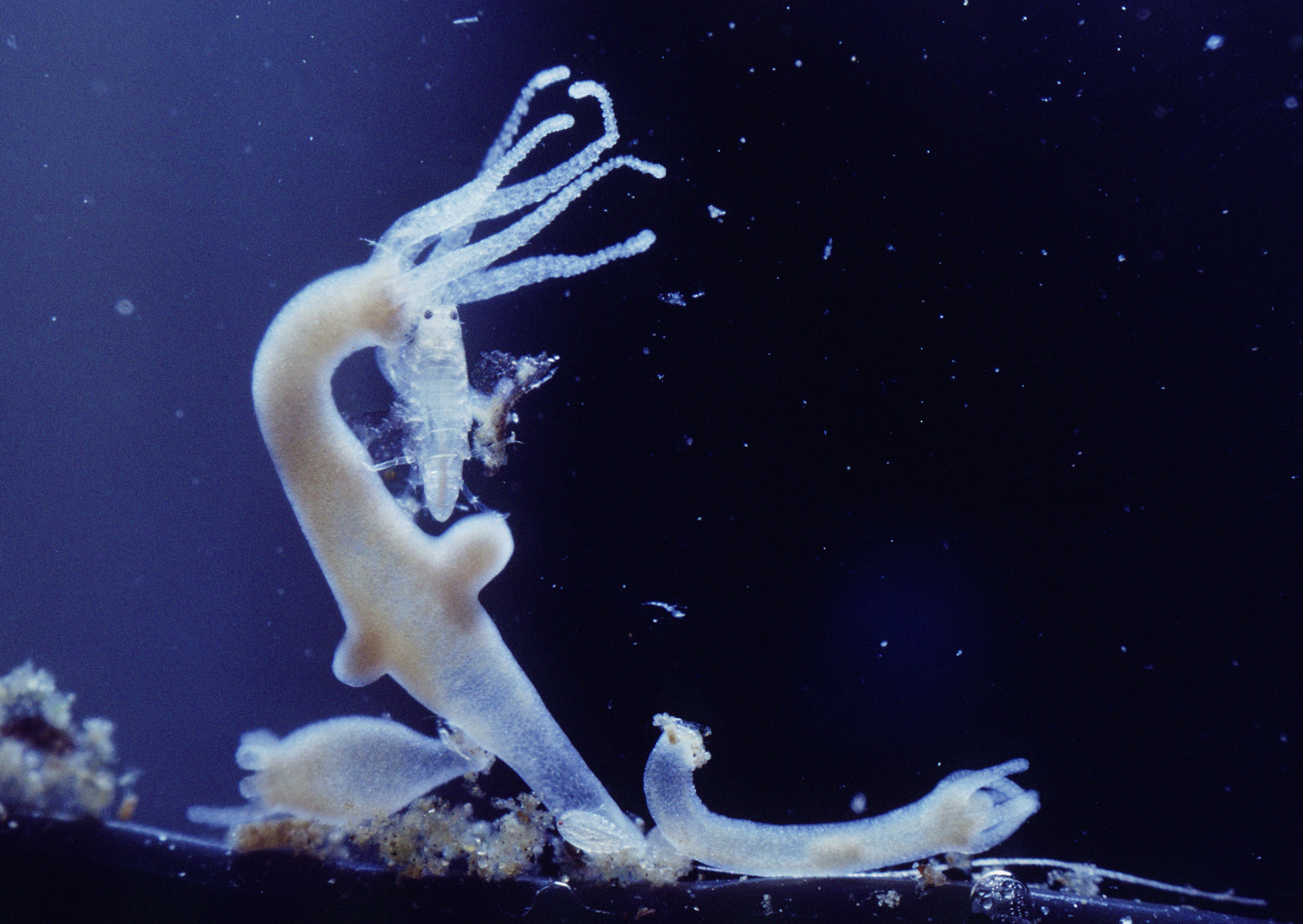 Photograph of Hydra vulgaris eating a copepod.