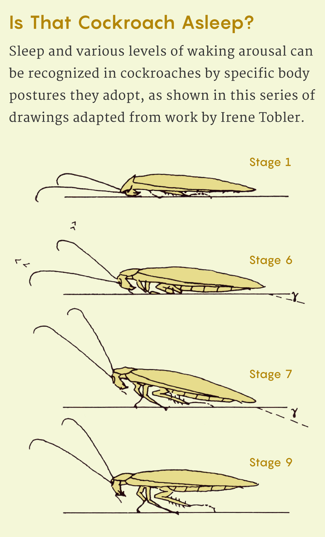 A figure showing some of the body postures of cockroaches, which the researcher Irene Tobler used as diagnostics for sleep in the insects.