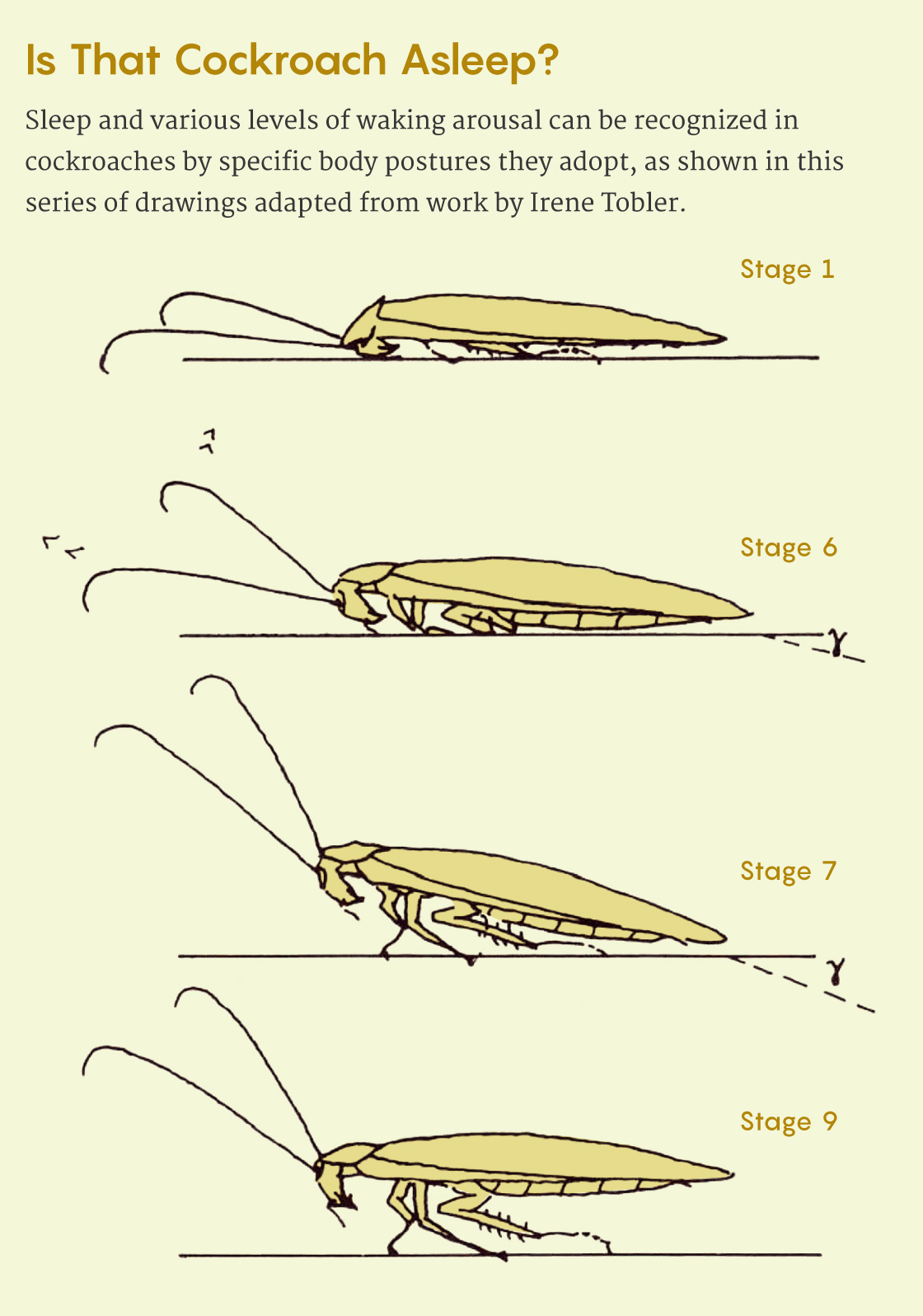 A figure showing some of the body postures of cockroaches, which the researcher Irene Tobler used as diagnostics for sleep in the insects.