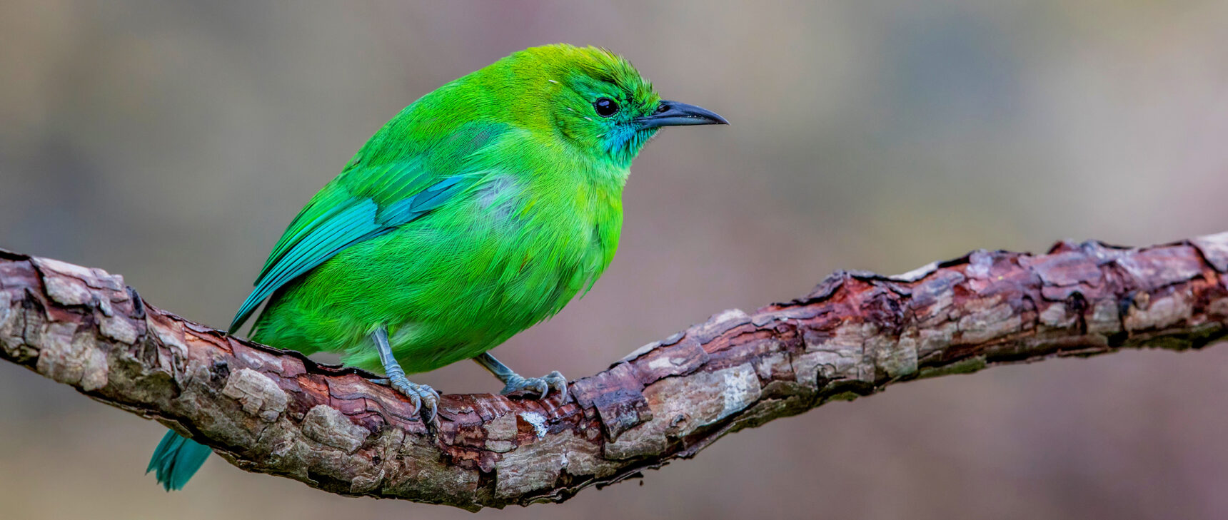 Photo of the blue-winged leafbird of Southeast Asia.