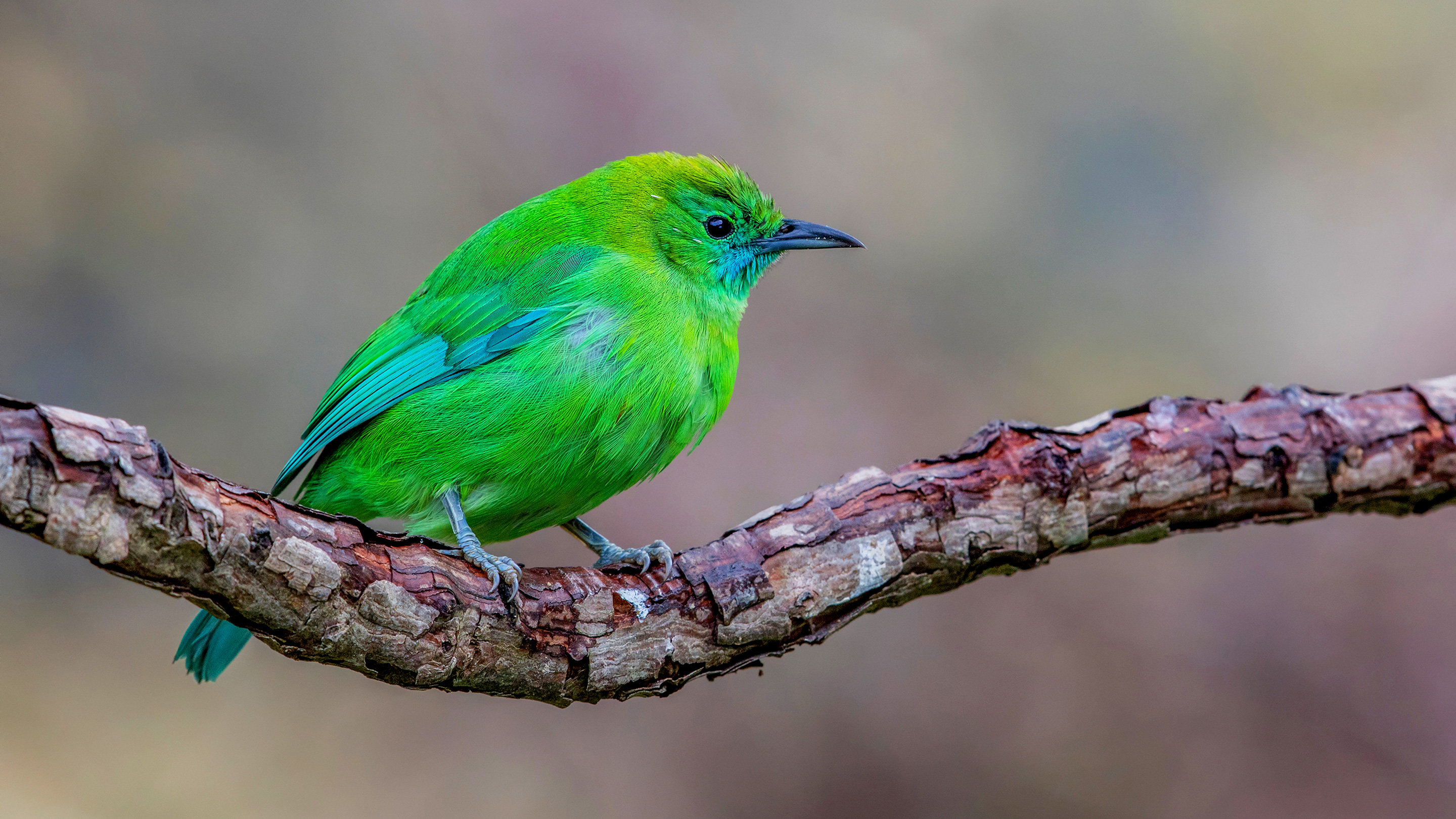 Photo of the blue-winged leafbird of Southeast Asia.