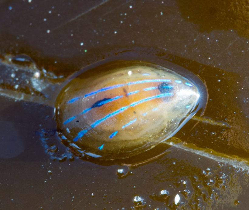 A pair of photos showing a blue-rayed limpet and a cross-section through the nanostructured layers that color its shell.