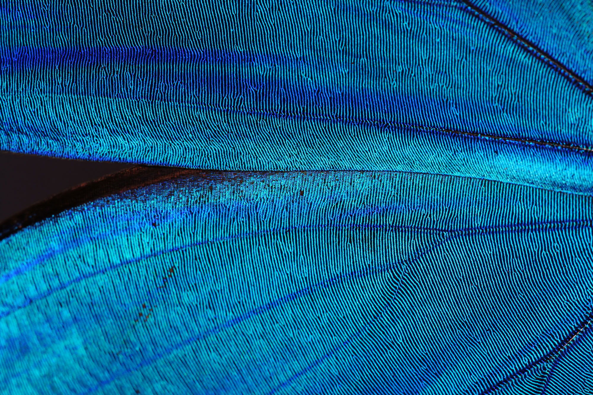 A pair of photographs showing a blue morpho butterfly and a close-up detail of its blue wing.