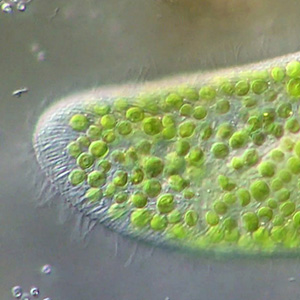 Video of a swimming Paramecium bursaria, with its Chlorella endosymbionts.