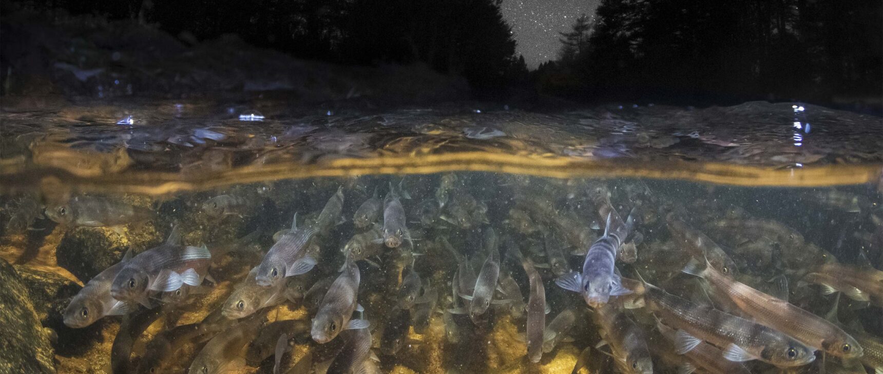 Photo of smelt spawning in a river; above the water, a night sky is visible.