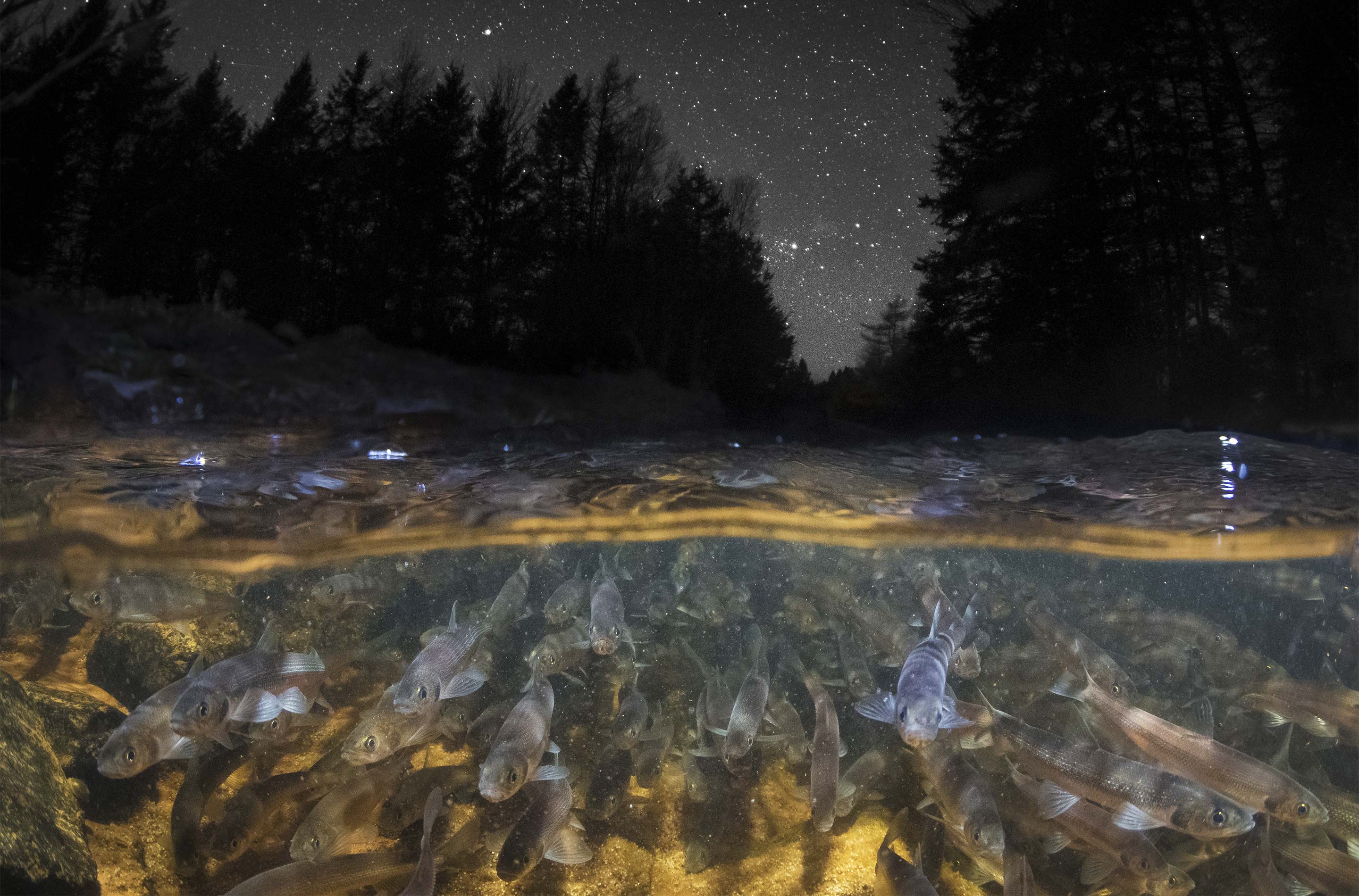 Photo of smelt spawning in a river; above the water, a night sky is visible.