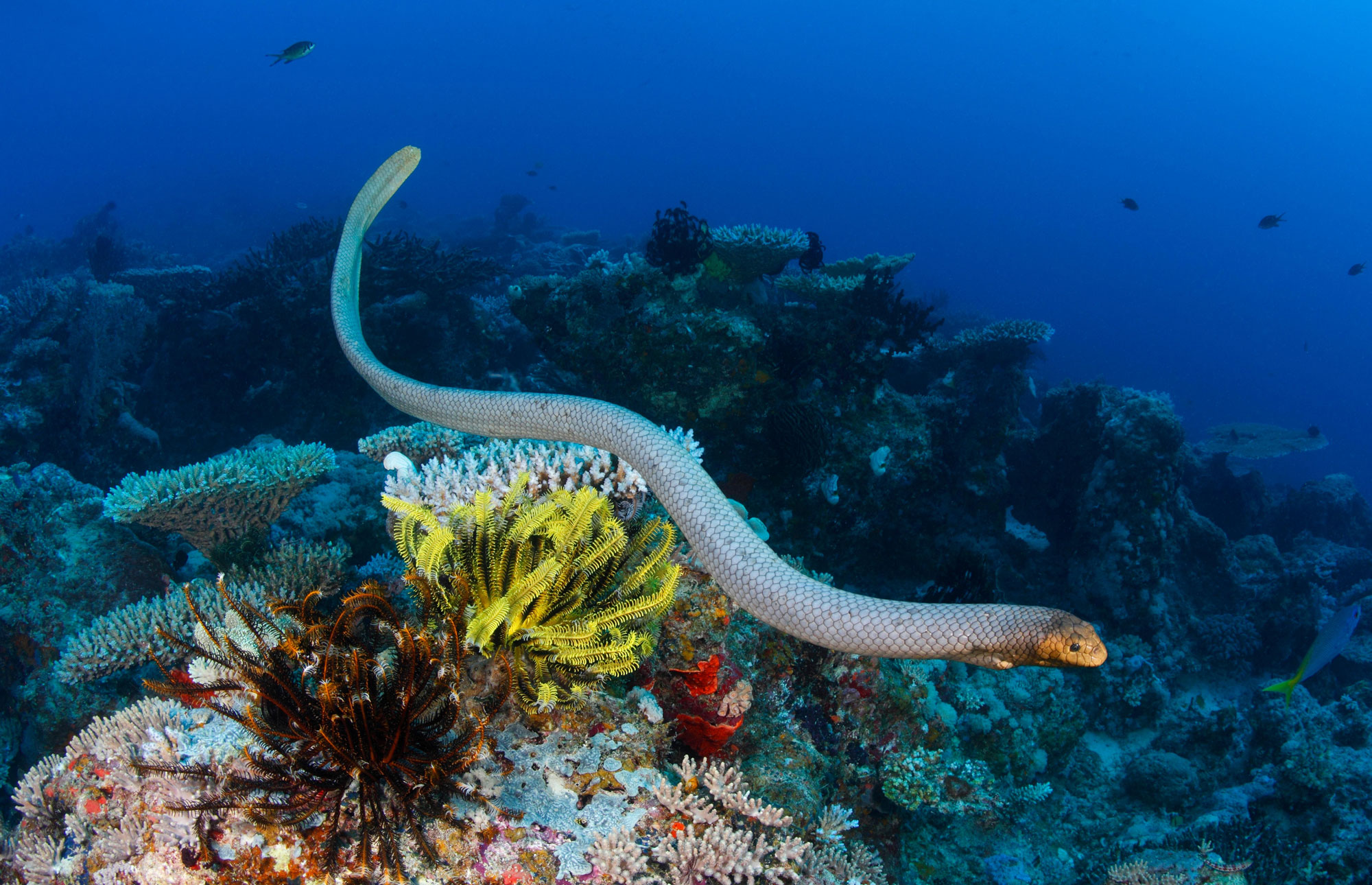 The olive sea snake (Aipysurus laevis) swimming near the sea bottom.