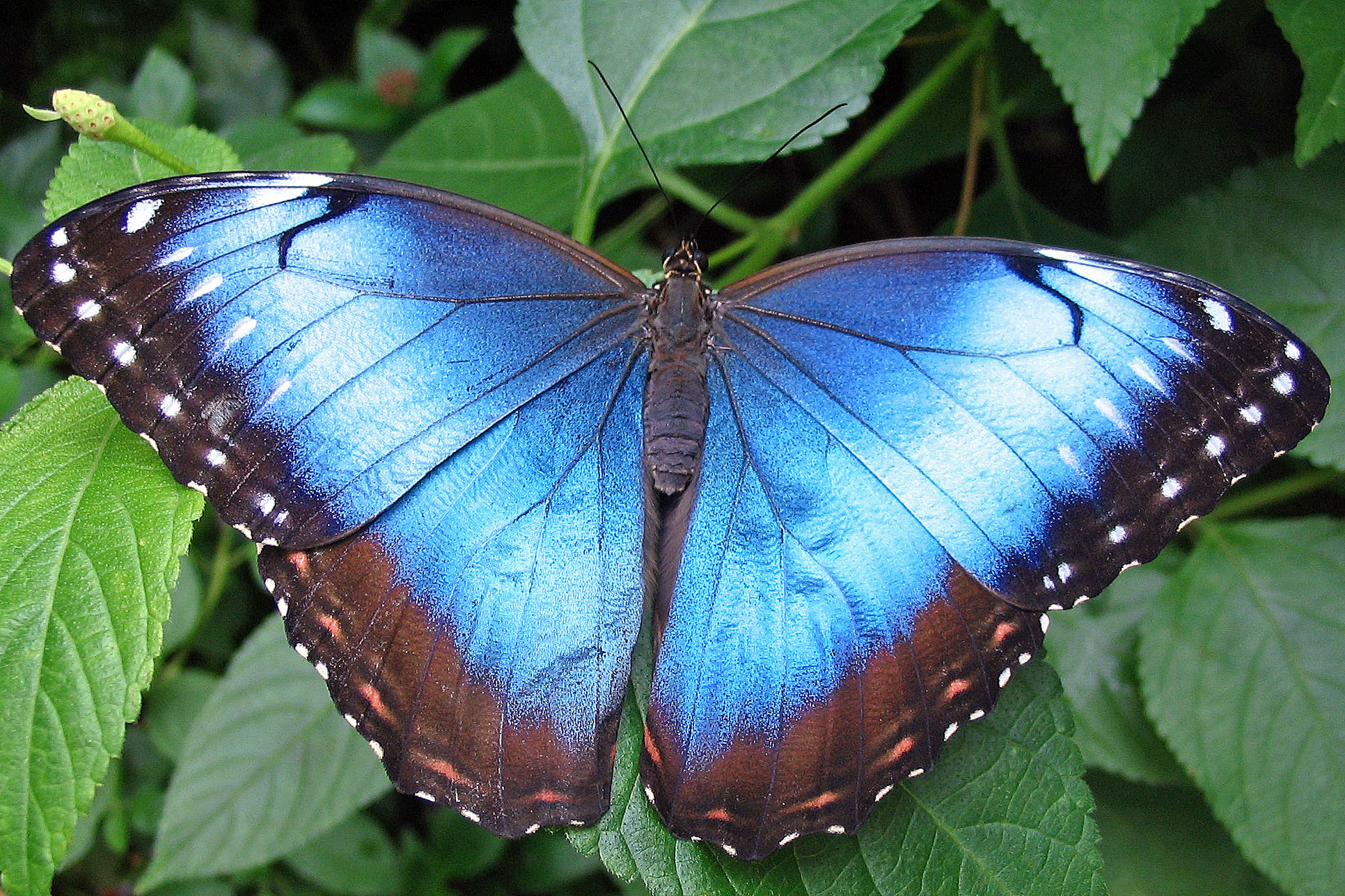 A pair of photographs showing a blue morpho butterfly and a close-up detail of its blue wing.