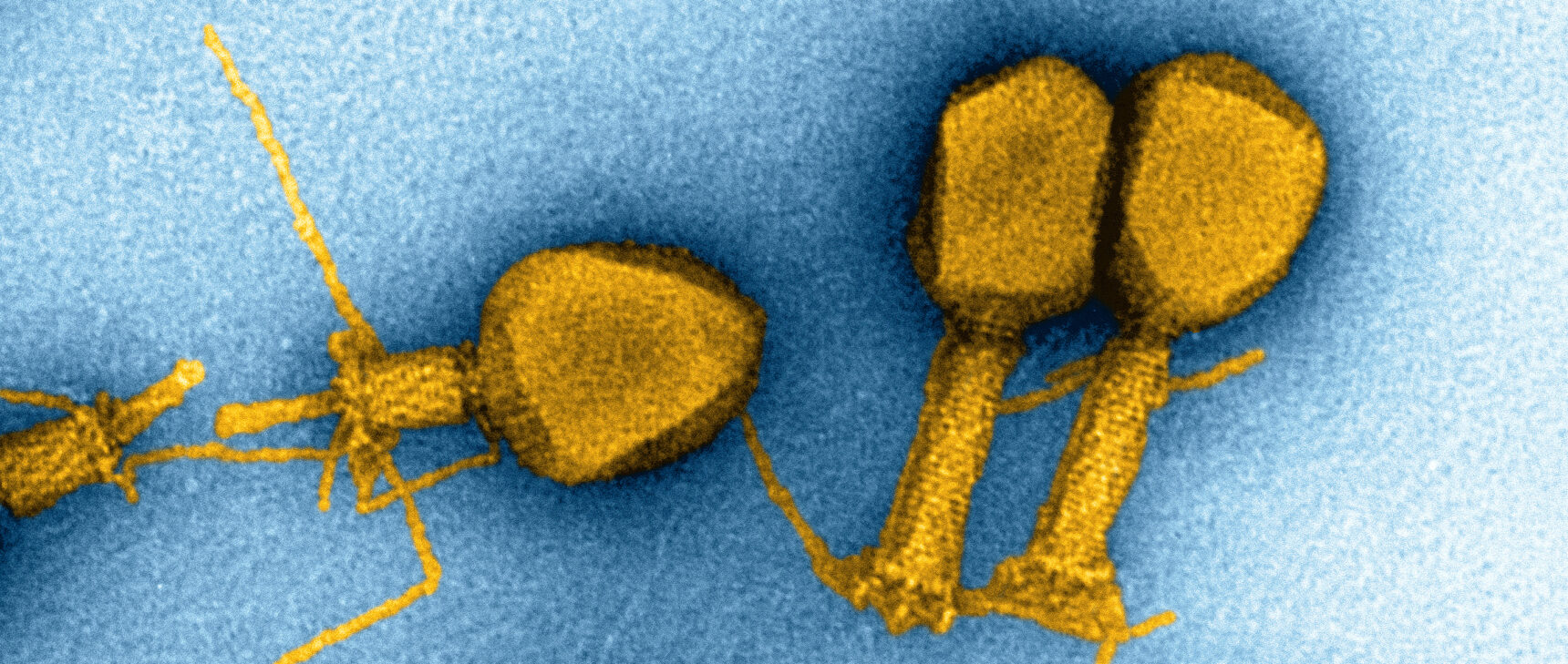 Electron microscopy of T4 bacteriophages.