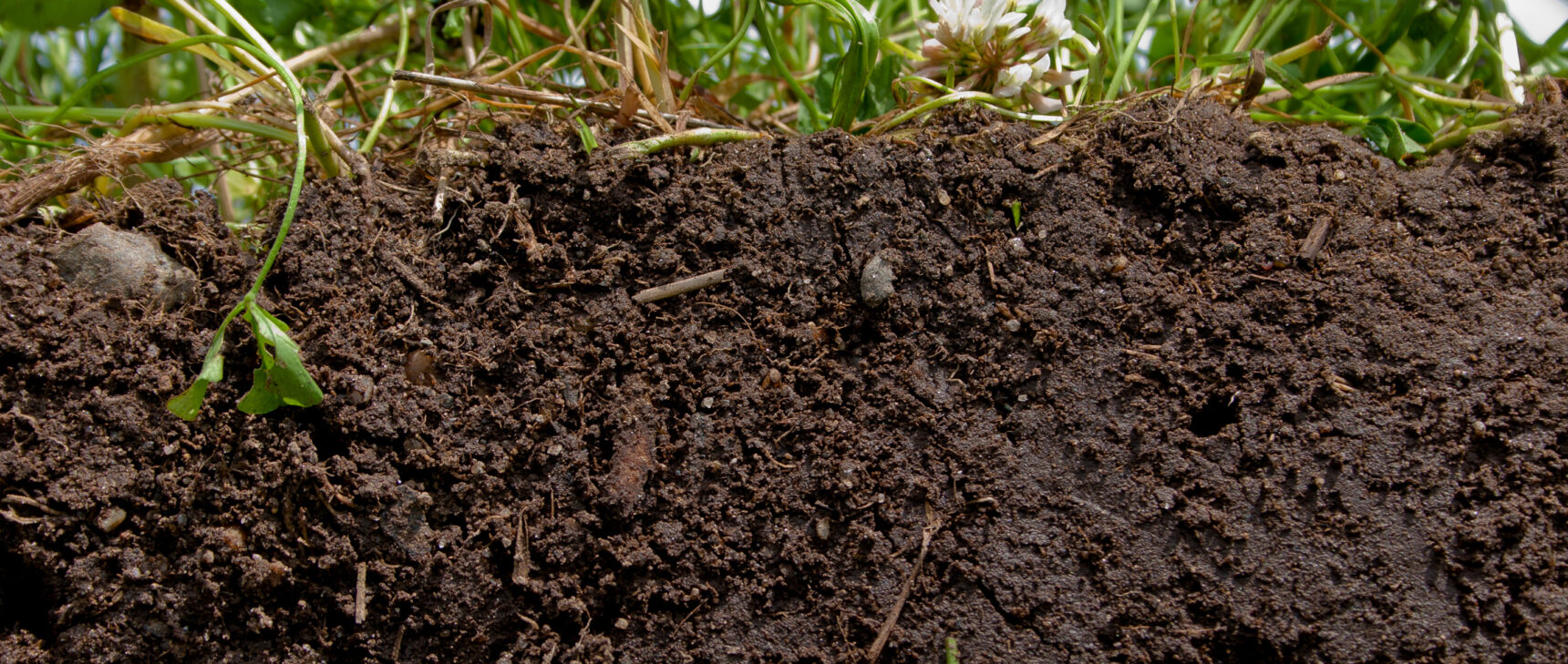 A cutaway of thick brown soil with grasses on top.