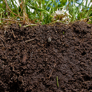 A cutaway of thick brown soil with grasses on top.