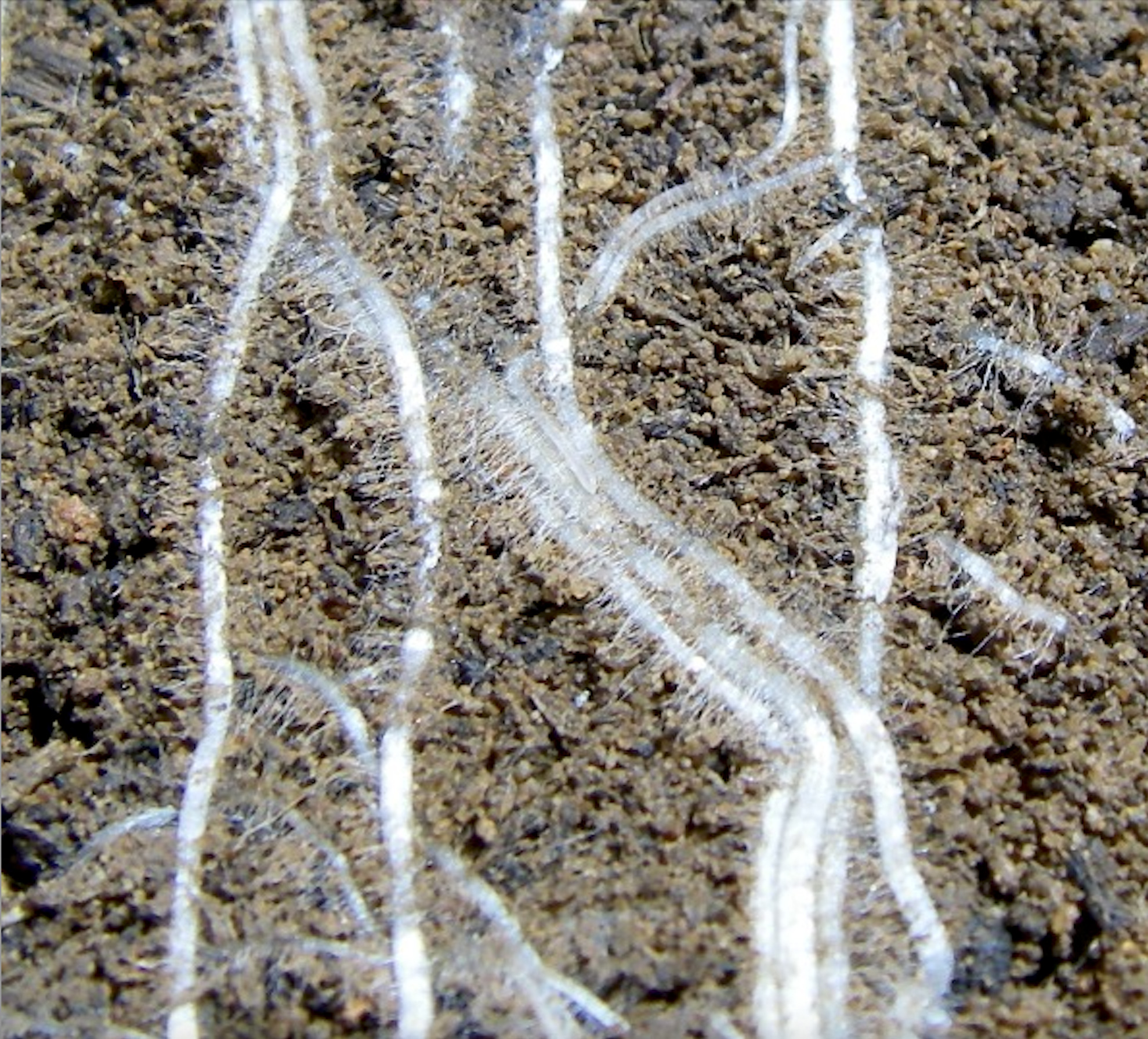 Cutaway of thin roots in soil.