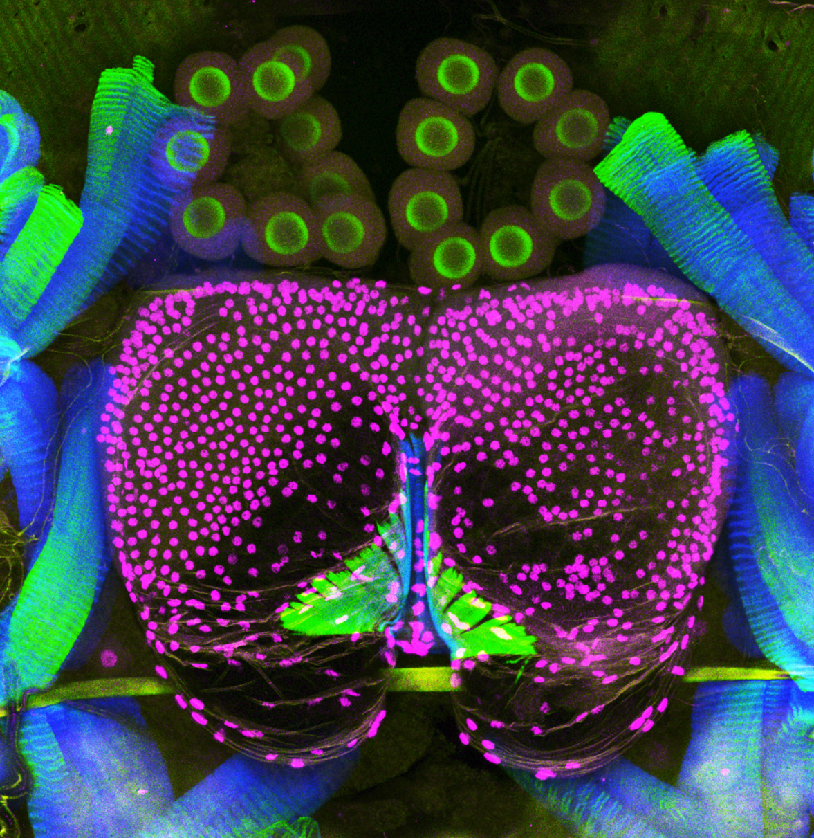 A micrograph of the rove beetle’s tergal gland.