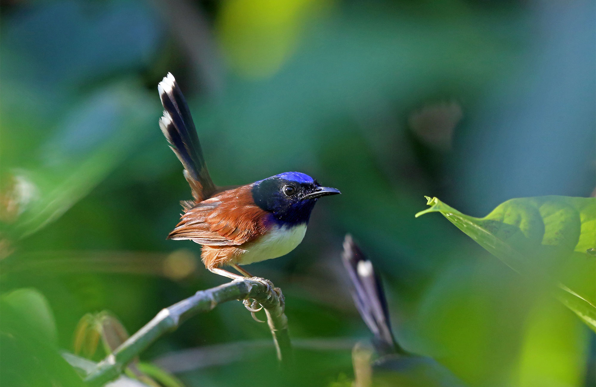 Photo of a female fairy wren.