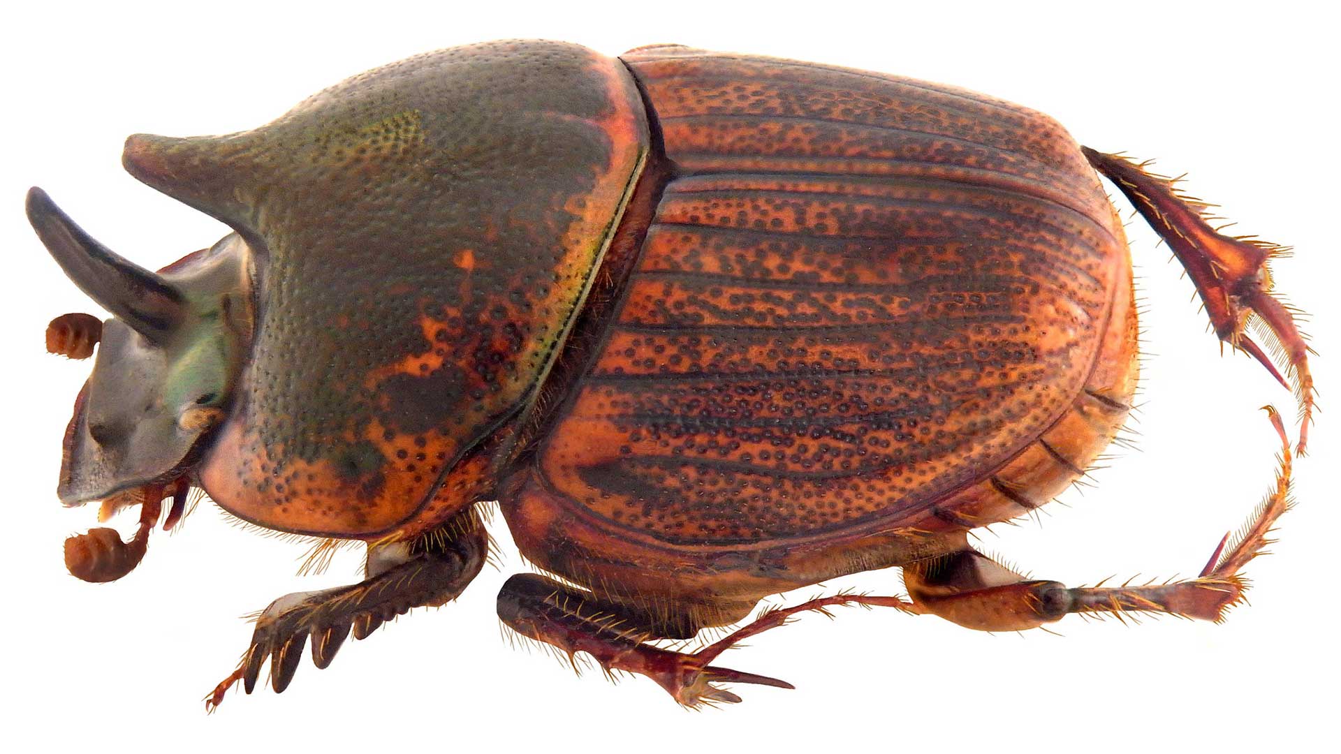 Photo of a female dung beetle.