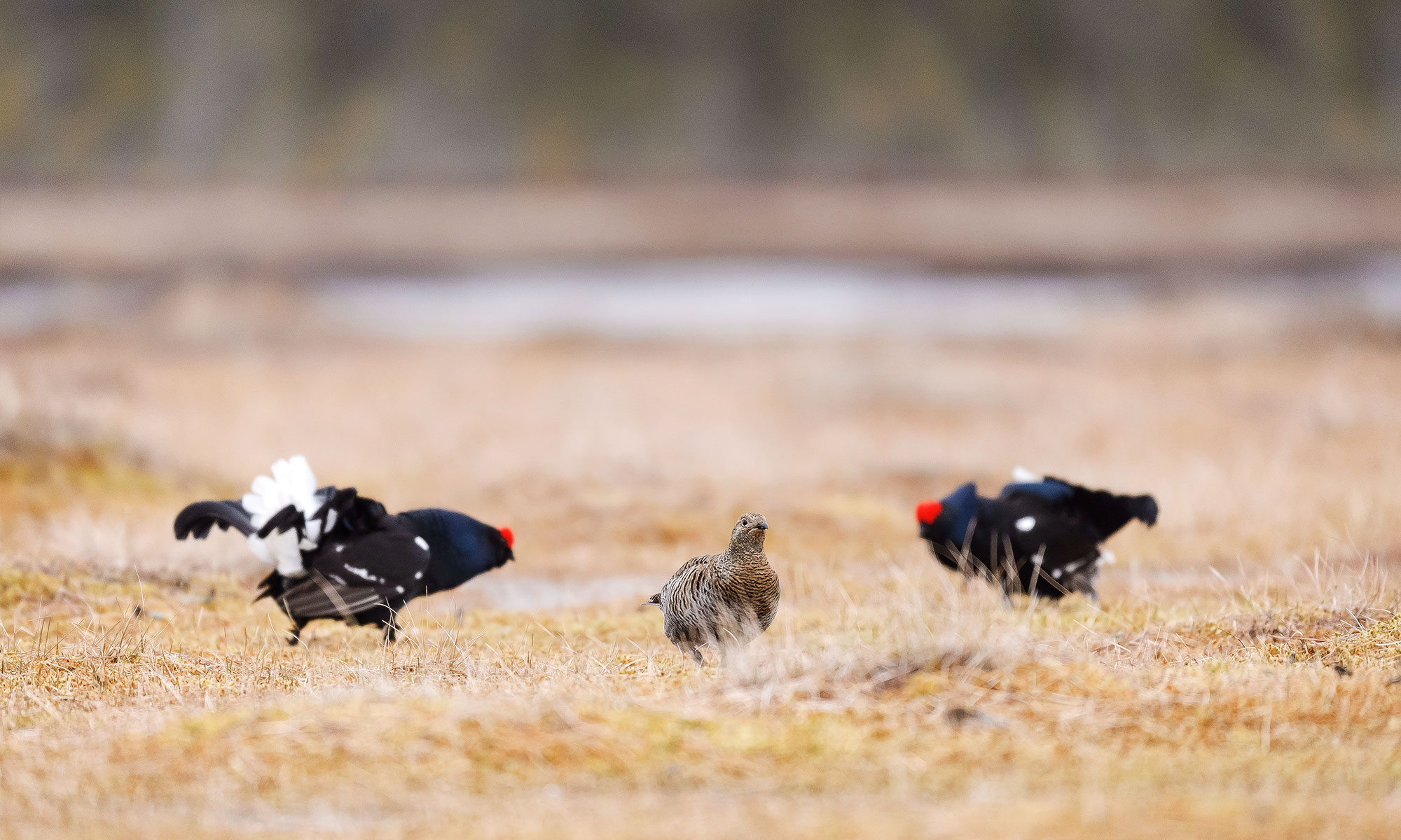 Photo of two male black grouses lekking while a female watches them.