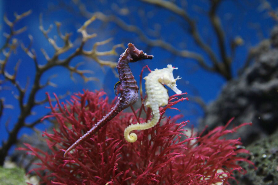 Photo of a pair of seahorses.