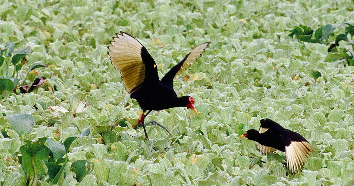 Photo of two female wattled jacanas fighting.