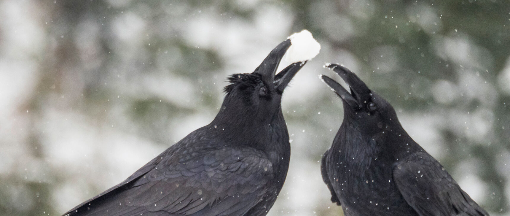 Photo of crows.